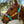 Load image into Gallery viewer, 5 Star Oakleaf Name with Tooling halter