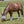 Load image into Gallery viewer, Crusader Fly Leg Guards