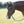 Load image into Gallery viewer, Easy on Rope Halter