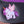 Load image into Gallery viewer, 5 Star " All Around" 3/4" Purple Saddle PONY PAD
