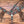 Load image into Gallery viewer, Brown Gator w/Beautiful Accents