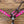 Load image into Gallery viewer, Rockin Wilson Pink Shimmer on Single Layer