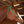 Load image into Gallery viewer, Haydock Nylon Brow Band Headstall