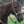 Load image into Gallery viewer, Josey O-Ring Combination Copper Mullen