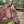 Load image into Gallery viewer, Haydock Nylon One Eared Headstall