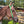Load image into Gallery viewer, Haydock Nylon One Eared Headstall