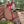 Load image into Gallery viewer, Haydock Nylon One Eared Headstall