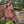 Load image into Gallery viewer, Haydock Nylon One Eared Headstall