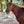 Load image into Gallery viewer, Haydock Nylon One Eared Headstall
