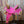 Load image into Gallery viewer, 12 MARTHA JOSEY LIGHTSPEED&quot;
