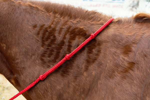 Jerry Beagley Round Braided Knot Reins