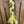 Load image into Gallery viewer, Cactus Tails Braided Tail Bags

