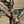 Load image into Gallery viewer, Rockn' Wilson's Silver Dazzle w/ Brown Cross Stitch &amp; a Little Bit of Fringe
