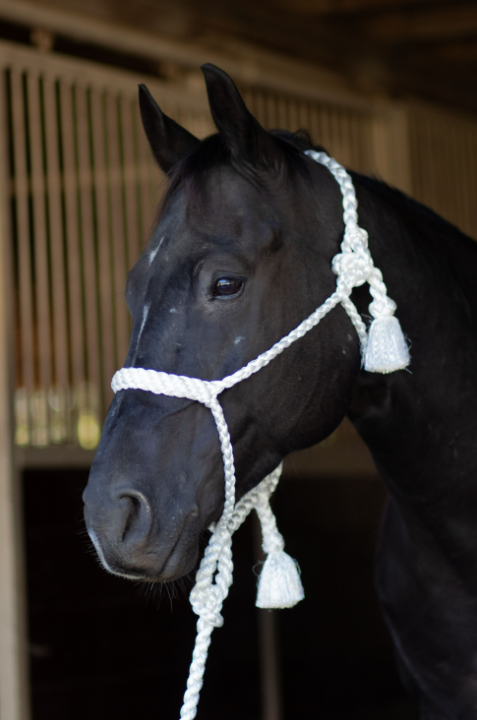Professionals' Choice Hand Braided Mule Tape Halters