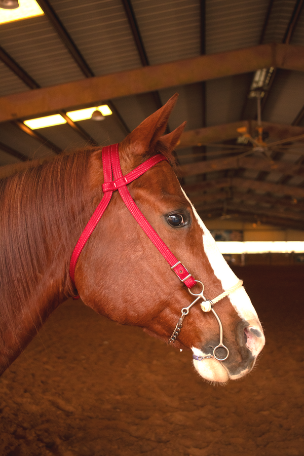 Haydock Nylon Brow Band Headstall