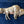 Load image into Gallery viewer, Stay Wild Buffalo Bracelet
