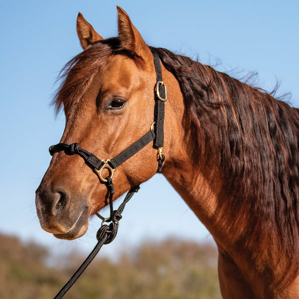 Cashel Nylon Rope Combination Halter