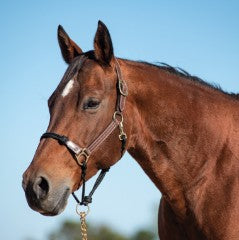 Combo Leather Rope Halter by Classic Equine