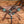 Load image into Gallery viewer, Rockn' Wilson's Copper Frosted Brown Gator w/ Turquoise
