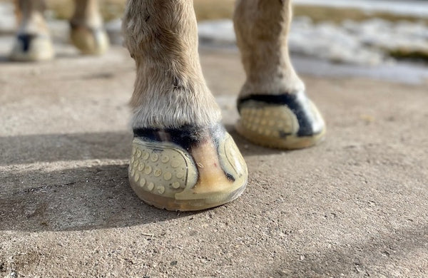 EasyShoe Versa Grip Glue Front