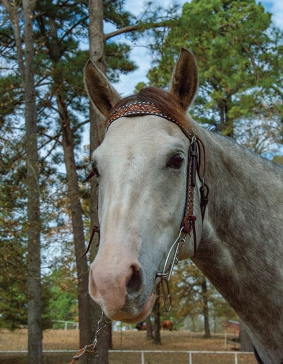 Josey Short Shank Banana Gag – Josey Western Store