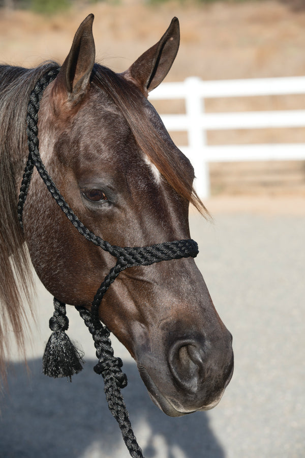 5 Beautiful Mule Tape Halters For The Western Horse - COWGIRL Magazine